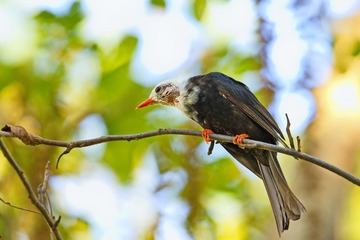 黑短脚鹎DSC_1367