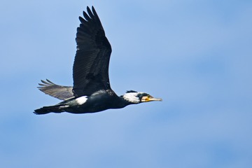 鸬鹚5DSC_9808