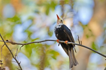 黑短脚鹎2DSC_1370