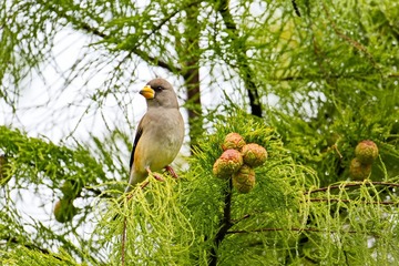 蜡嘴雀1DSC_4009 (2)