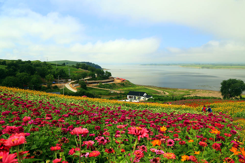 富江花海在蓝天白云的映衬下显的更加的绚丽多彩,仿若人间