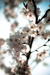 DSCF0330.jpg