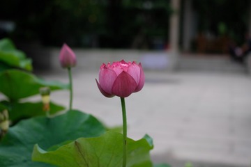 919557