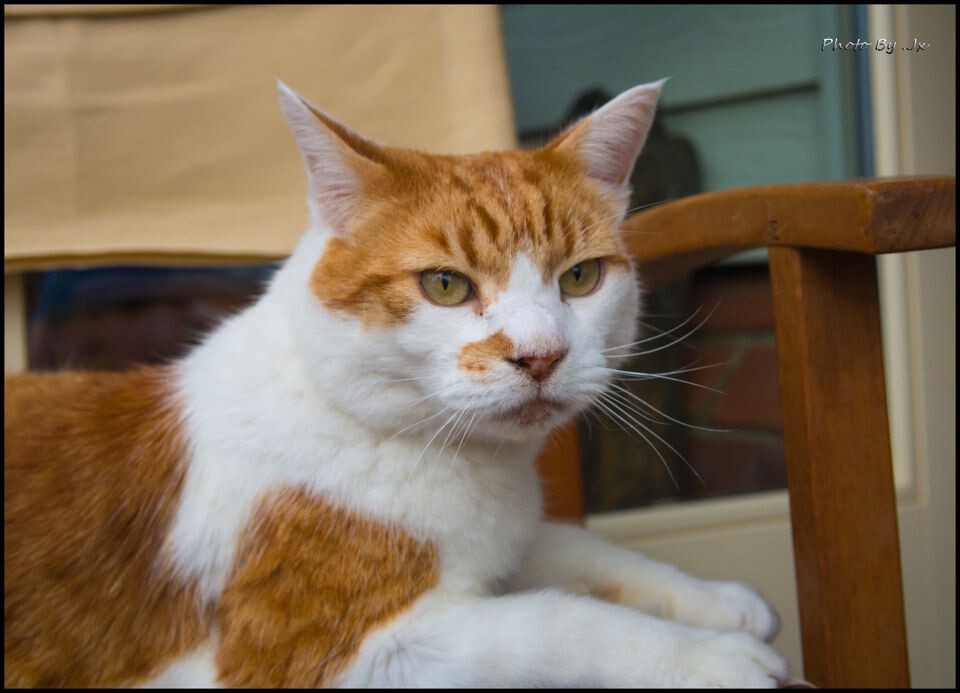 11岁的猫猫<br />
