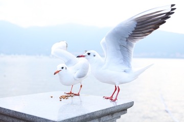 77177