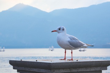 77193