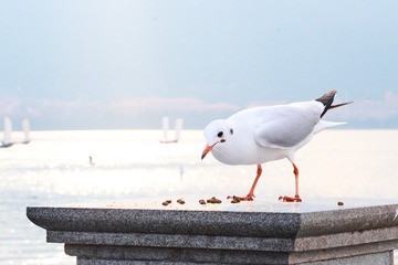 77187