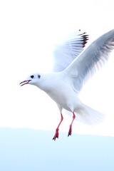 77174