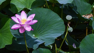 荷花03