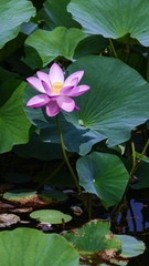 荷花04