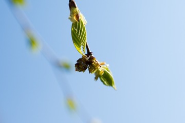 花儿-12