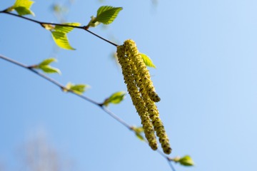 花儿-11