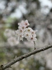 83F3C305-3B98-459F-BE42-5C739A9419C2/L0/001