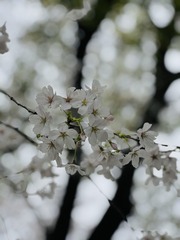 F65DB93A-27E4-4B3D-A872-1ED70FD30088/L0/001