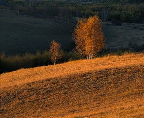 1000056273