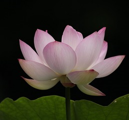 1115083