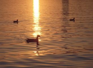 F2E86FE2-DD8A-4423-8758-98E444B92977/L0/001