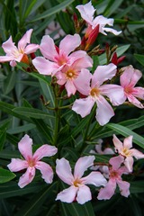 BC947E21-21FF-4CF0-95AF-D8419298D271/L0/001