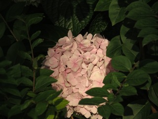 AD95B635-E233-4BCD-AD68-4F461AECEF94/L0/001
