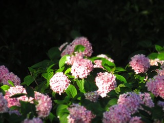 E66196DA-2493-4021-97E3-2C75D0762230/L0/001