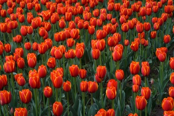 E2FF9331-A797-4F0A-9517-7E27C261CB27/L0/001