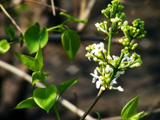 DSCF2528.jpg
