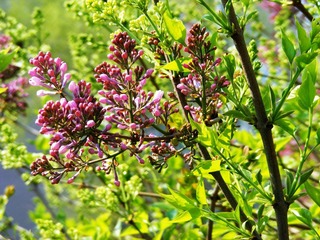 DSCF2533.jpg