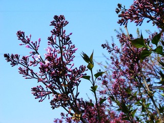 DSCF2539.jpg