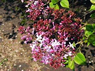 DSCF2541.jpg