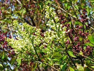 DSCF2545.jpg