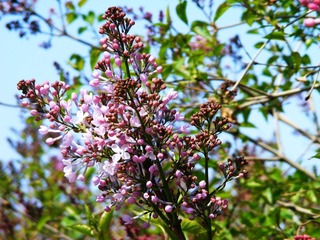DSCF2554.jpg