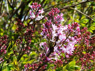 DSCF2556.jpg