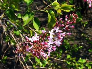 DSCF2557.jpg
