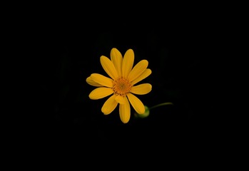 1000006351
