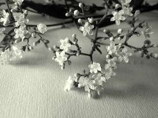 DSCF0559-1.jpg
