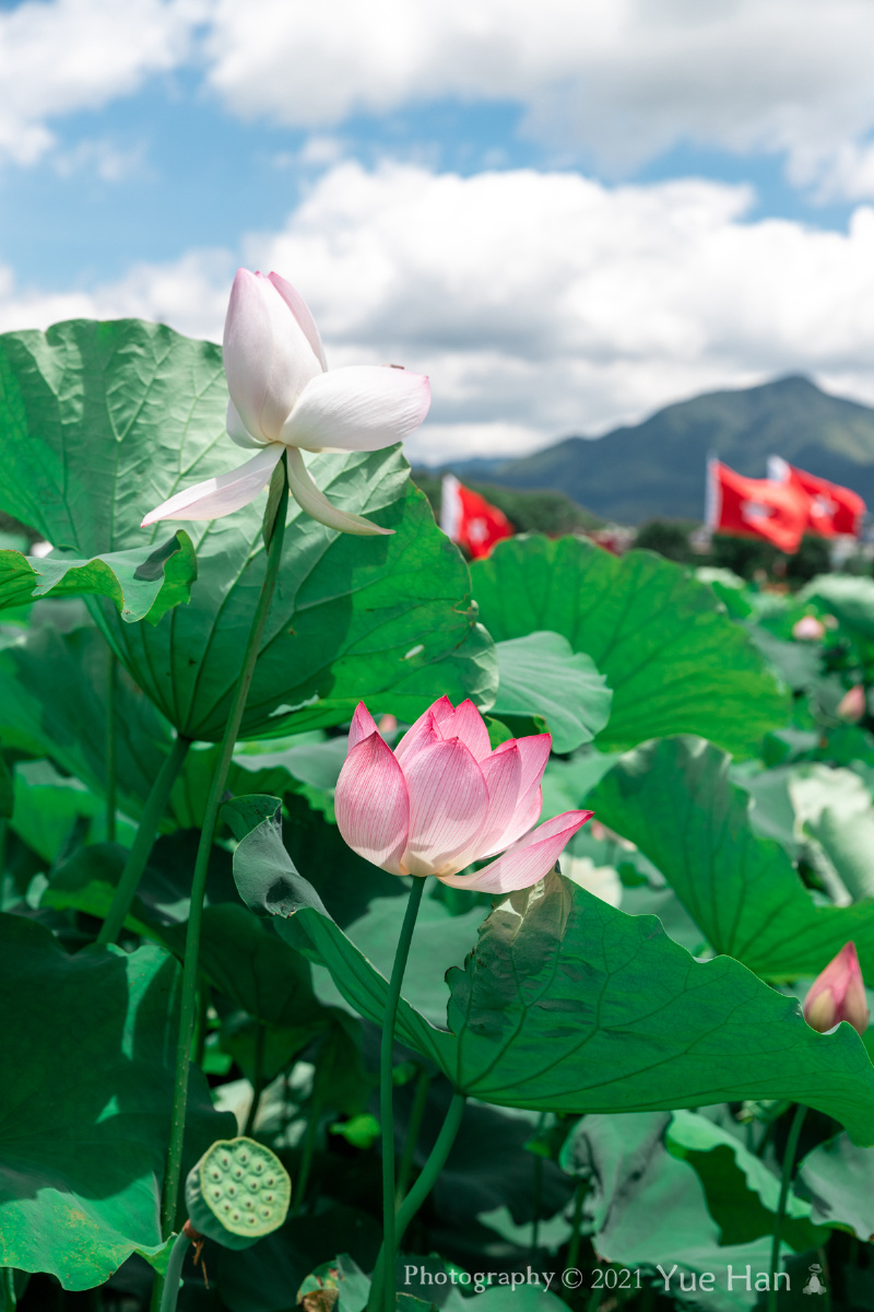 古田会议会址荷花盛开时