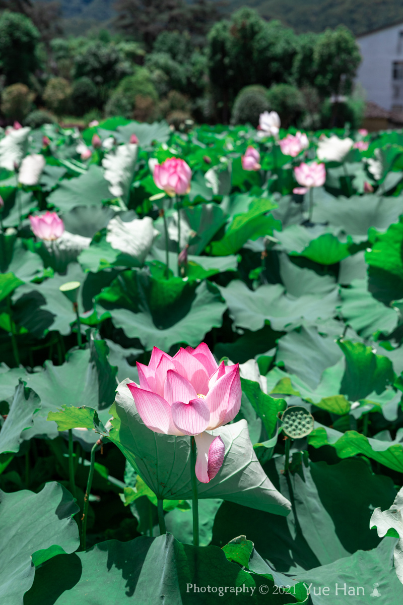 古田会议会址荷花盛开时