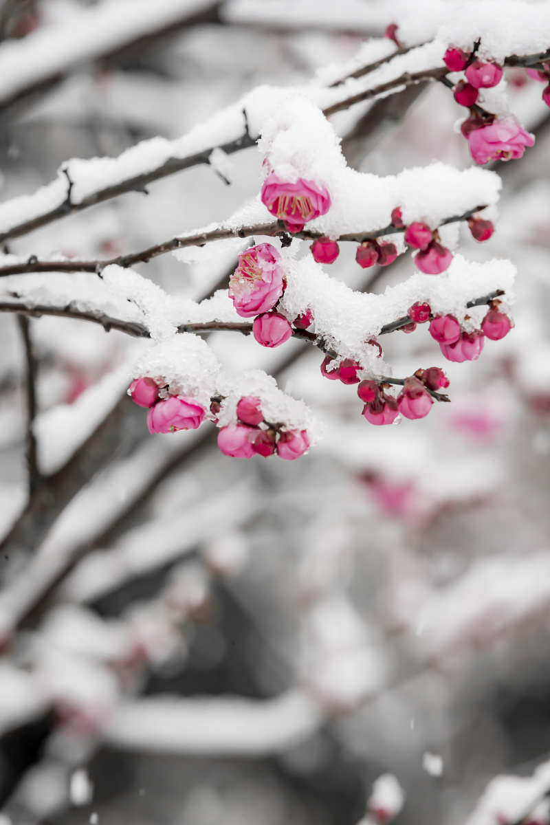 踏雪寻梅摄于扬州瘦西湖风景区