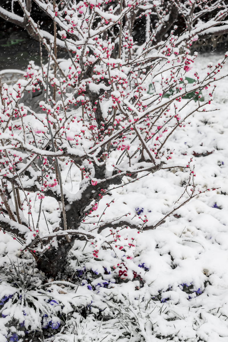 踏雪寻梅摄于扬州瘦西湖风景区