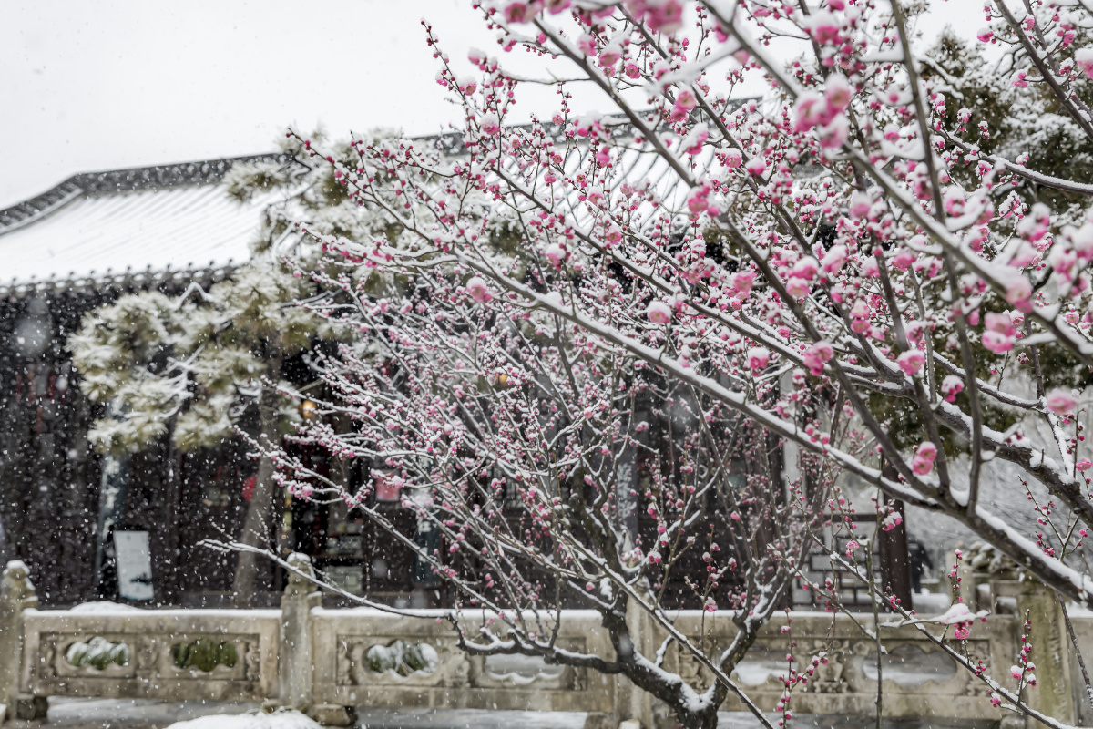 踏雪寻梅摄于扬州瘦西湖风景区
