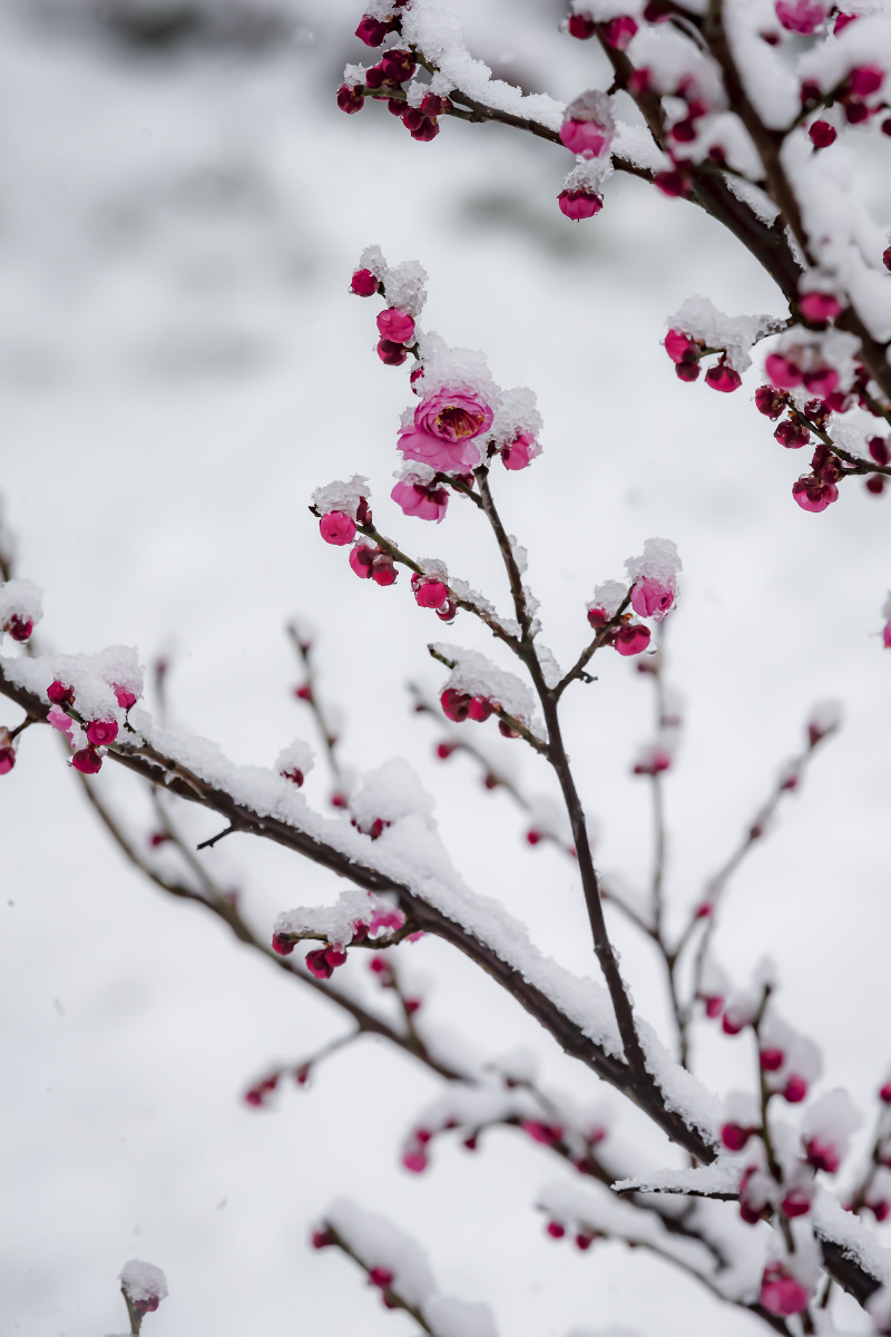 踏雪寻梅摄于扬州瘦西湖风景区
