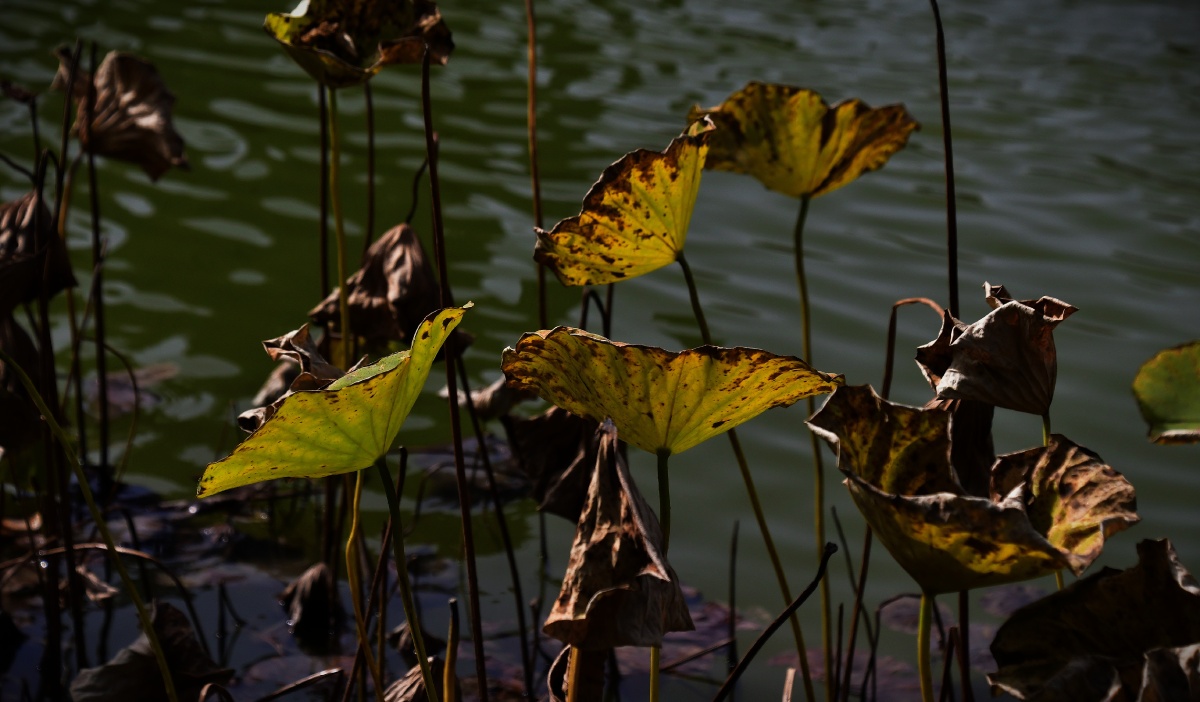 晚秋时节的荷塘依然多姿 - 鹰867 - 图虫