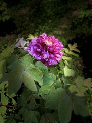 BA40EDFF-281F-4521-94BA-D4BF04364675/L0/001