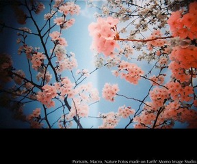 Red Sakura.
