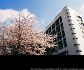 樱祭