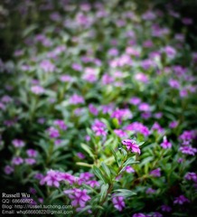 DSC07018-编辑.jpg