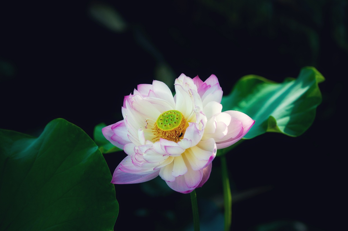 油腻中年大叔拍荷花