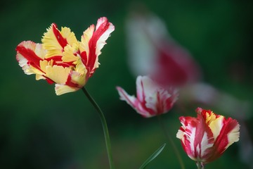 IMG_5943-1