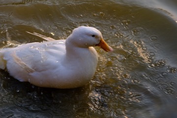 43444