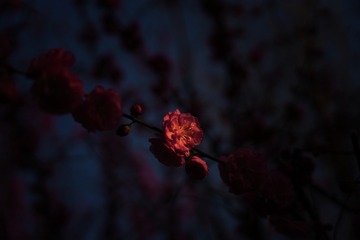210C56A8-828D-461A-9176-B6DC21043A5B/L0/001